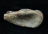 Partial Struthiomimus Metatarsal (Toe) Bone #3835-2